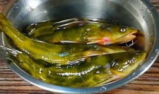 江西黄辣丁鱼的做法 黄辣丁鱼的做法